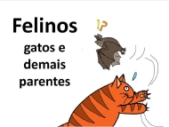 Felinos: gatos e demais parentes